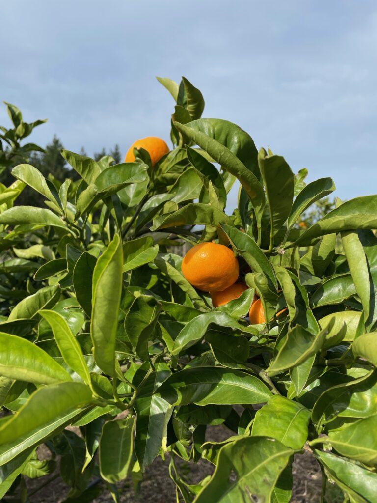 Mandarin-trees-4